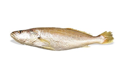 Alyahyaexports-Big-Mouth-Croaker