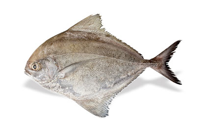 Alyahyaexports-Black-Pomfret