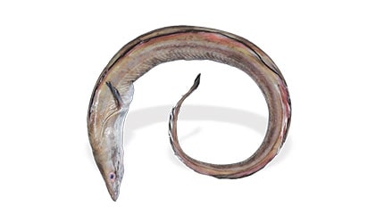 Alyahyaexports-EEL-FIsh