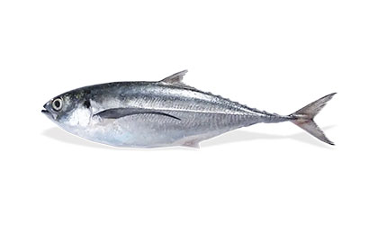 Alyahyaexports-Horse-Mackerel