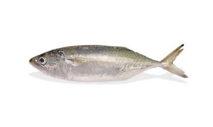 Alyahyaexports-Indian-Mackerel