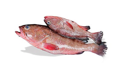 Alyahyaexports-Reefcod-Fish