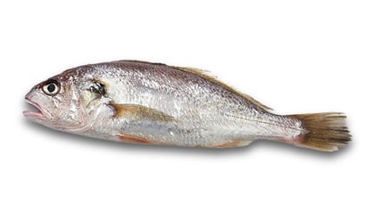 Alyahyaexports-Silver-Croacker-Fish