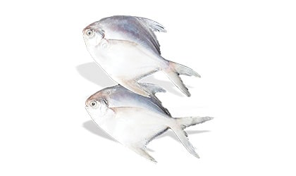 Alyahyaexports-Silver-Pomfret