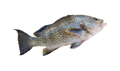 Alyahyaexports-Spotted-Grouper