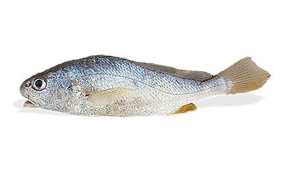 Alyahyaexports-Tiger-Tooth-Croaker